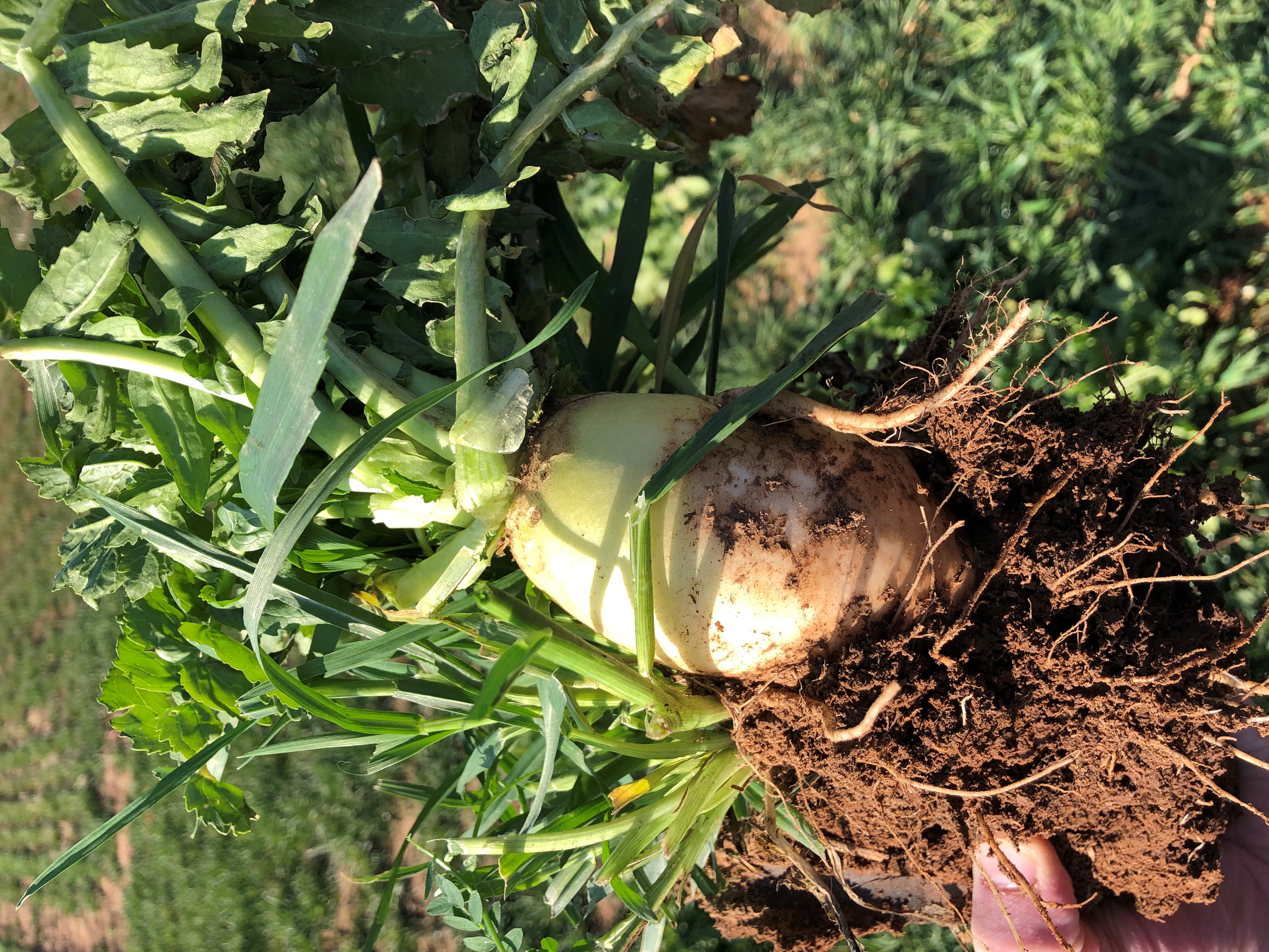 turnerseed: Daikon Radish - Driller